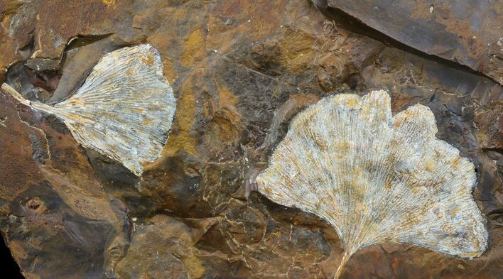 Fossil Ginkgo Leaves From North Dakota - Paleocene #95355